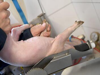 Ein Schweinezüchter legt ein junges Ferkel zur Kastration in eine Narkoseanlage in seinem Zuchtbetrieb. Betäubt wird das Ferkel mit Isofluran. Foto: Holger Hollemann/dpa
