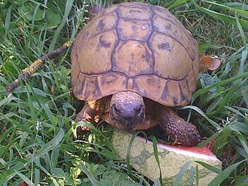Memmelsdorf: 60 Jahre alte Schildkröte Mike gestohlen Memmelsdorf: 60 Jahre alte Schildkröte Mike gestohlen