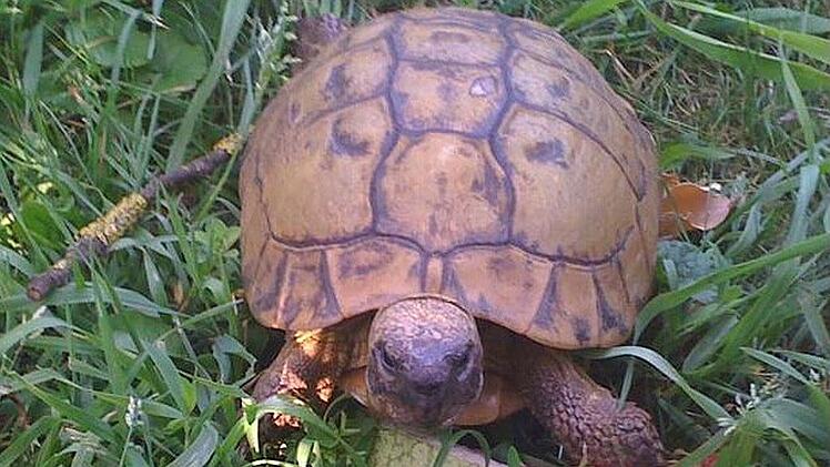 Memmelsdorf: 60 Jahre alte Schildkr&ouml;te Mike gestohlen