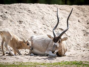 Baby-Boom im Tiergarten Nürnberg: Zoo freut sich über regen Nachwuchs