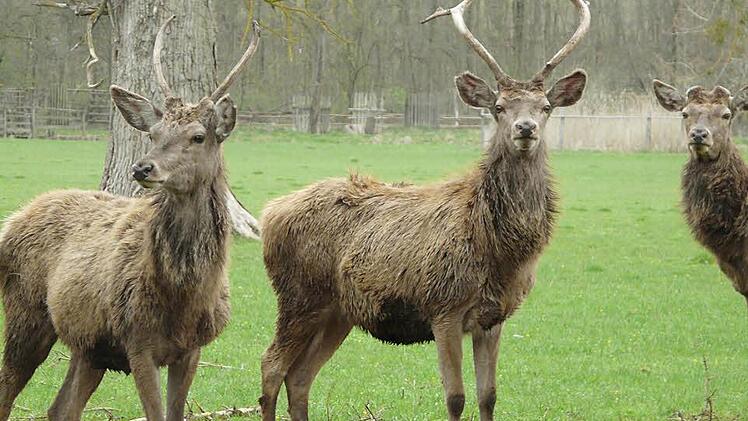 Diese Hirschen im Wildpark Tambach trauern um mittlerweile vier Artgenossen, die aus noch unbekannten Gründen gestorben sind. Foto: Wildpark