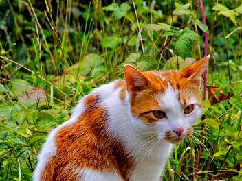 Fotos Hilmar Hopfengart