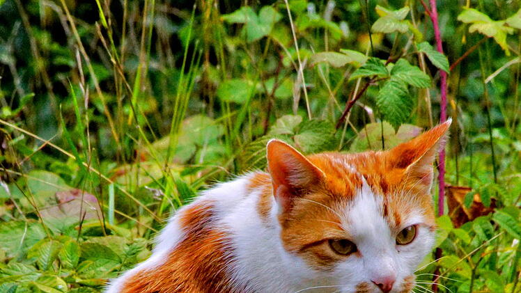 Fotos Hilmar Hopfengart