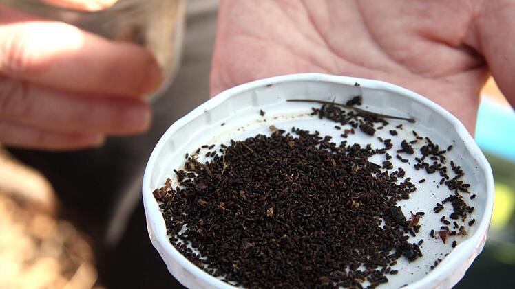 Der gefangene Nachwuchs des BorkenkäfersRichard Sänger