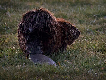 Biber im Kreis Bad Kissingen von Auto erfasst Biber im Kreis Bad Kissingen von Auto erfasst