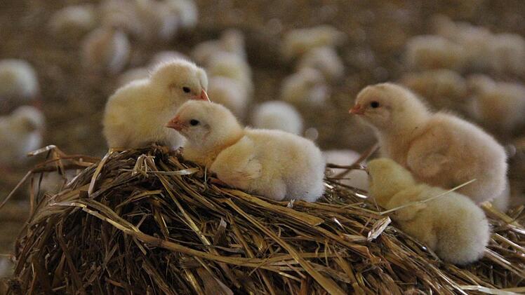 Die Küken turnen auf Strohhaufen herum.  Foto: Friedwald Schedel