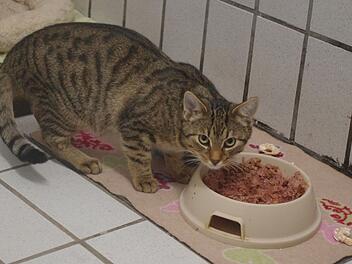 Tierheim Kronach schickt SOS: "Sehr schweres Jahr" - Katzen benötigen Hilfe