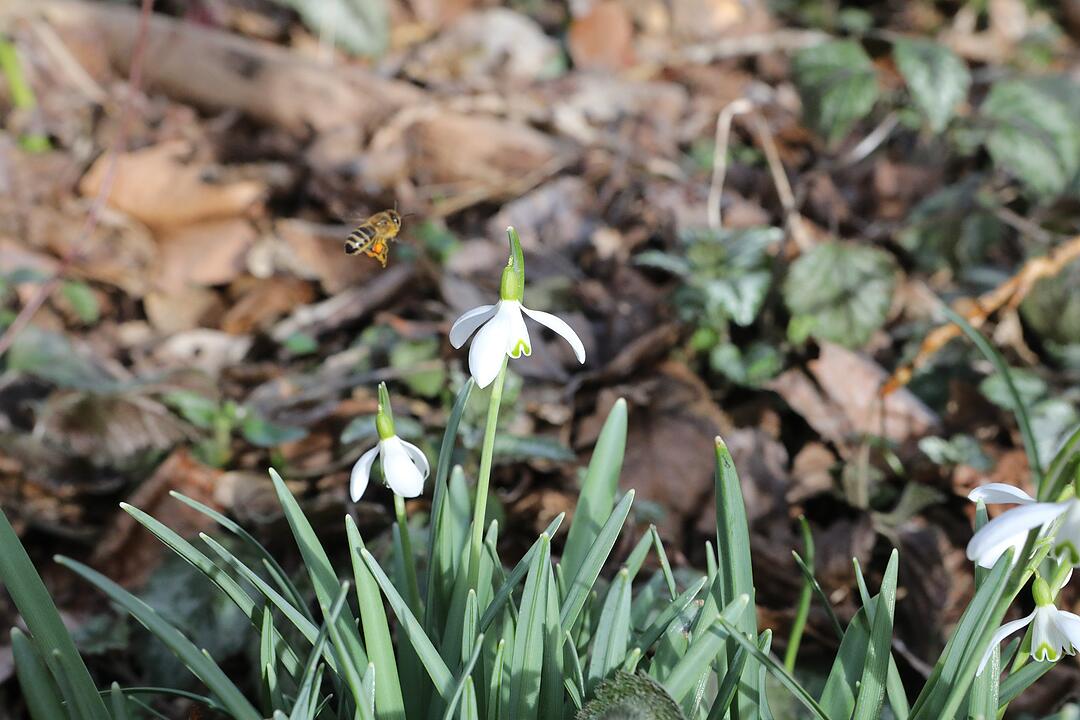 Frühling in Franken: Das Leben erwacht