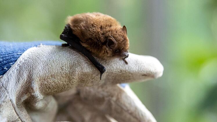 Fledermaus