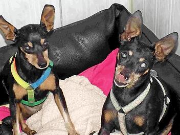 Pinscher-Duo Gypsi und Blacky: Die Vermittlung von Fundtieren gehört zu den Aufgaben des Bamberger Tierheims. Foto: p