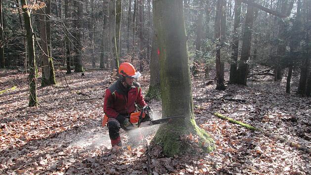 Simon Memmel fällt einen der markierten Bäume, der demnächst durch eine Jungpflanze ersetzt wird.