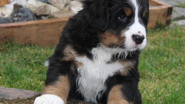 Die Welpen haben schon alle Käufer gefunden. Ein Mädchen darf im Forsthaus Haid bleiben.