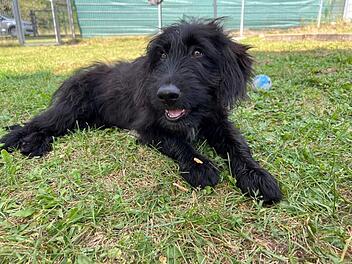 Tierheim Nürnberg: Drei Hunde-Brüder suchen neues Zuhause