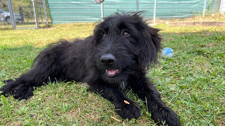Tierheim Nürnberg: Drei Hunde-Brüder suchen neues Zuhause