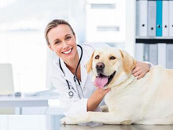 Der Veterinär aus der Region hilft den Tieren kompetent und befreit sie von ihren Leiden.