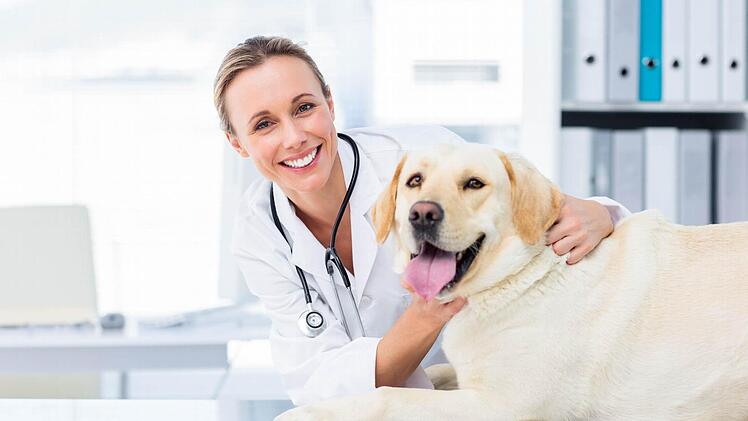 Der Veterinär aus der Region hilft den Tieren kompetent und befreit sie von ihren Leiden.