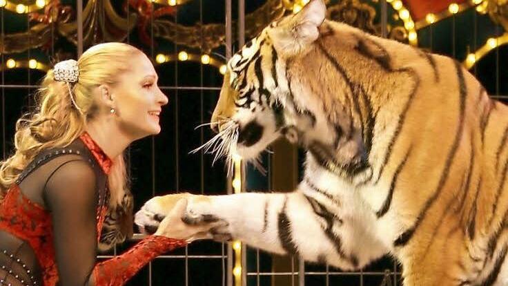 Carmen Zander mit ihrem Königstiger kommt direkt aus der Schweiz nach Schweinfurt.  Foto: Veranstalter