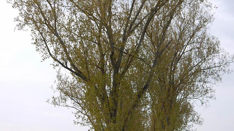 Die großen Pappeln der Allee zwischen Sonnefeld und Weidhausen wurden im Frühjahr gefällt. Foto: Berthold Köhler