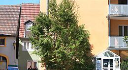 Vorschaubild