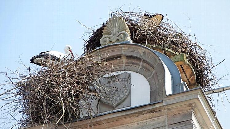 Auf dem Turm des alten Rathauses entsteht gerade ein zweites Storchennest.  Fotos: Andreas Dorsch