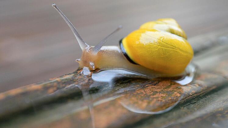 Symbolbild Schnecke Foto: Bernd Thissen/dpa