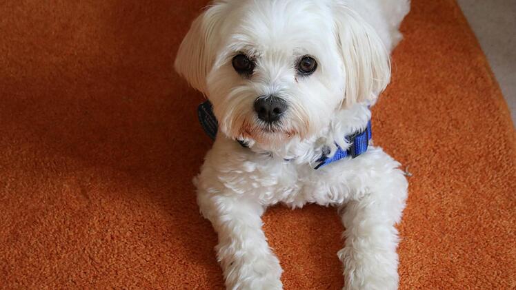 Socke Foto: Heike Beudert