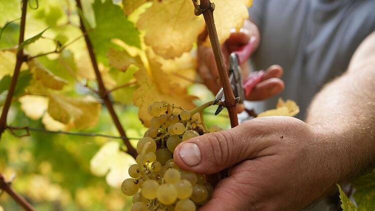 Weinlese an der Untermosel