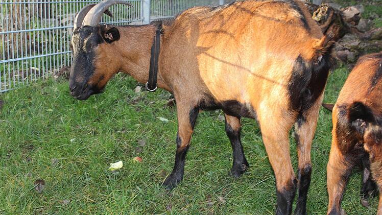Ziegenbock Boris