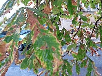 Die Larven der Kastanienminiermotte können die Blattadern nicht überwinden. Deshalb zeigen sich die braunen Flecken so scharf begrenzt wie an diesem Baum am Michaelsberg.  Foto: Sabine Christofzik