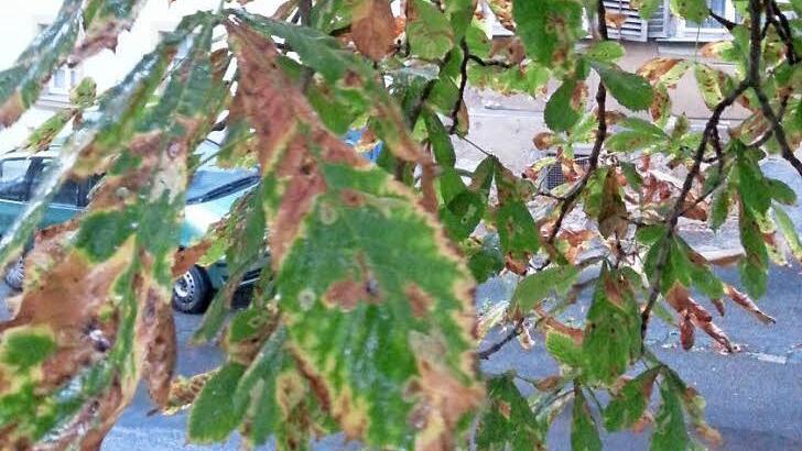 Die Larven der Kastanienminiermotte können die Blattadern nicht überwinden. Deshalb zeigen sich die braunen Flecken so scharf begrenzt wie an diesem Baum am Michaelsberg.  Foto: Sabine Christofzik