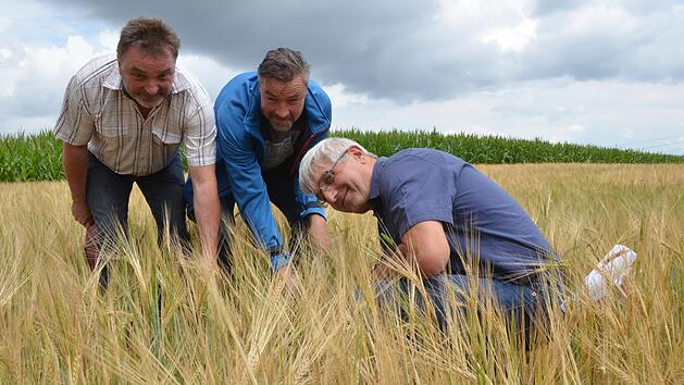 Stellvertretender BBV-Kreisobmann Wolfgang Schulthei&szlig;, J&uuml;rgen Heymann und Hans Rebelein betrachten Zwiewuchs in einem Feld mit Wintergerste. Dieses Problem darf schon jetzt nicht mehr mit Glyphosat bek&auml;mpft werden. Rainer Lutz