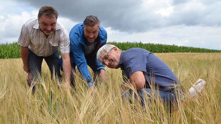Stellvertretender BBV-Kreisobmann Wolfgang Schultheiß, Jürgen Heymann und Hans Rebelein betrachten Zwiewuchs in einem Feld mit Wintergerste. Dieses Problem darf schon jetzt nicht mehr mit Glyphosat bekämpft werden. Rainer Lutz