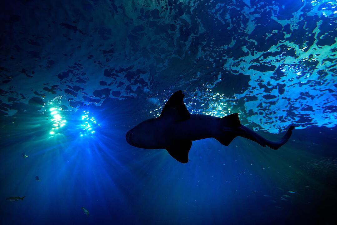 Hai im Aquarium