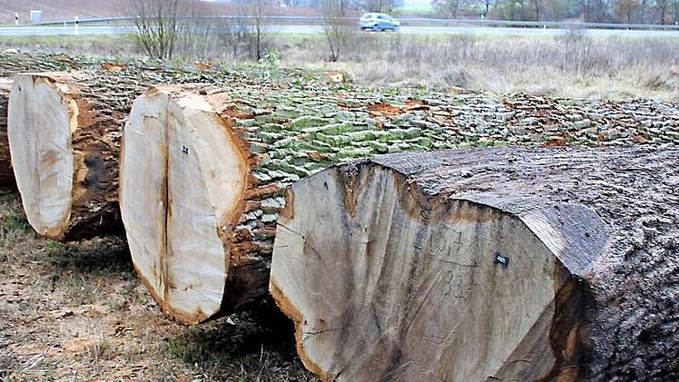 Das Geld liegt nicht auf, sondern neben der (Staats-)Straße: Solche prachtvolle Stämme dürften den Eigentümern im Rahmen Wertholzversteigerung viel Geld einbringen, auch der Stadt Ebern 30 Festmeter aufgelegt hat. Insgesamt stehen den Holz-Einkäufern 417 Festmeter zur Auswahl. Foto: Ralf Kestel