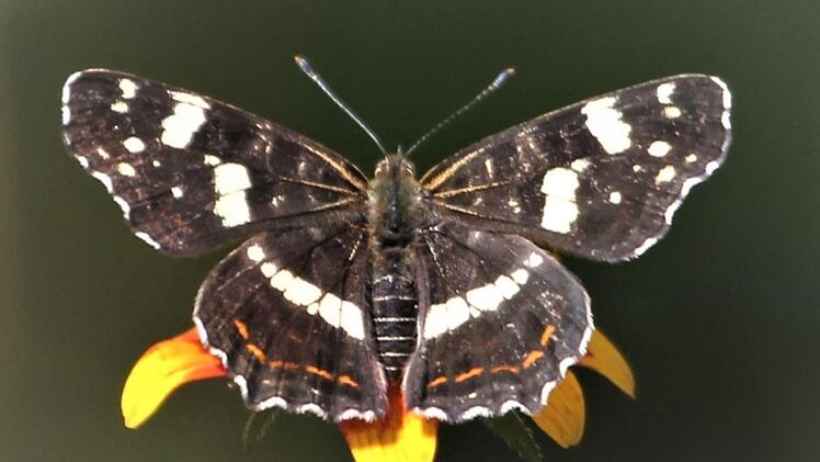 Schmetterling Landkärtchen Foto: Jupp Schröder