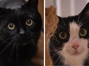 Tierheim Nürnberg sucht "letztes Zuhause" für krankes Katzen-Duo