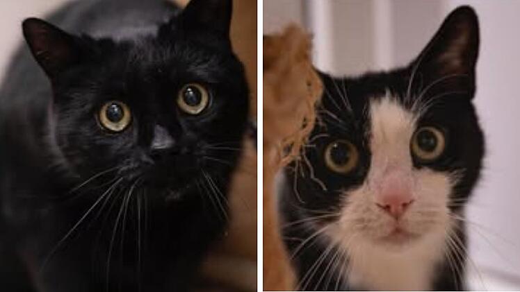 Tierheim Nürnberg sucht "letztes Zuhause" für krankes Katzen-Duo