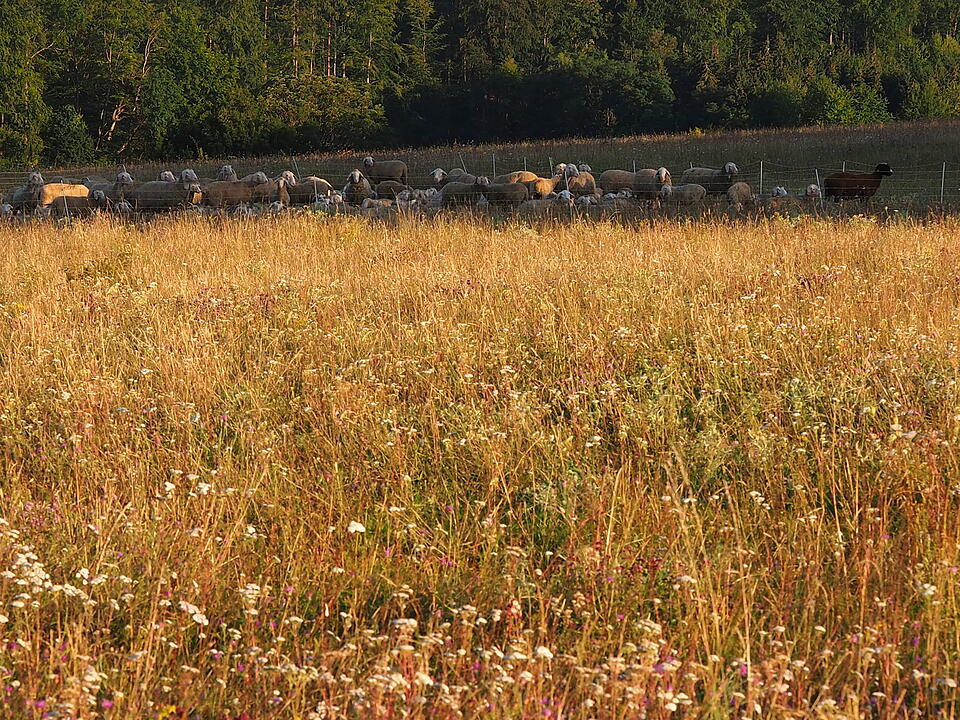 Das verlassene Dorf Bonnland darf bei einer Wanderung durch den Truppenübungsplatz Hammelburg nicht fehlen. Foto: Jürgen Schmitt
