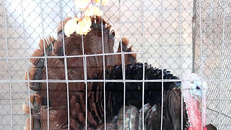 Impressionen aus der Ausstellung   Foto: Johanna Blum