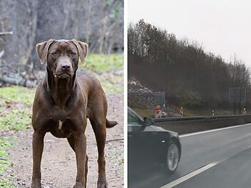 Zwei Hunde &uuml;berfahren auf A3 in Oberpfalz