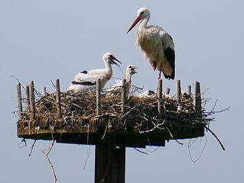 Dem Storch soll das Verweilen in der Gemeinde Motten schmackhaft gemacht werden. Symbolfoto: Heike Beudert
