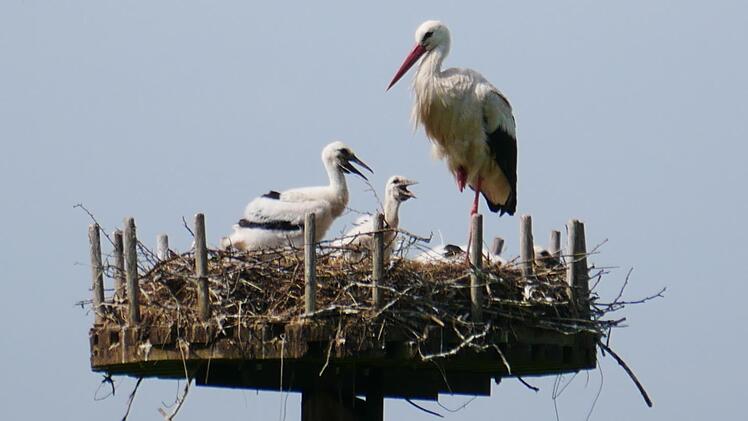 Dem Storch soll das Verweilen in der Gemeinde Motten schmackhaft gemacht werden. Symbolfoto: Heike Beudert