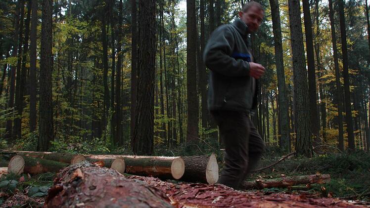 Stadtförster Alexander Maunz erklärt, warum ein Rundumschlag dem Wald neue Kraft verleiht und warum Kroatien für den Kissinger "Wald der Zukunft" Vorbild sein kann. Foto: Carmen Schmitt