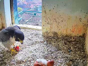 Nürnberg: Wanderfalken-Küken auf der Kaiserburg aus Ei geschlüpft - Beobachter können Vogel live verfolgen