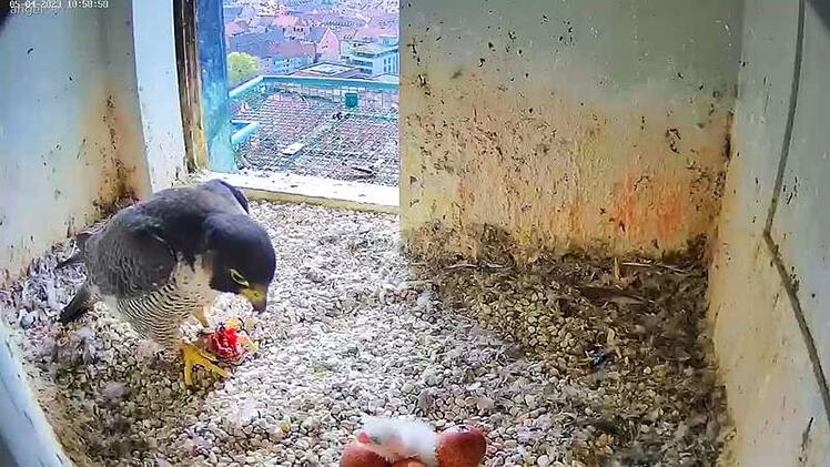 Nürnberg: Wanderfalken-Küken auf der Kaiserburg aus Ei geschlüpft - Beobachter können Vogel live verfolgen
