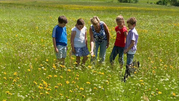 Arnika bl&uuml;ht jetzt im Juni. Historische Schlepper kutschieren Hobby-Naturkundler in die volle Bl&uuml;tenpracht der Teuschnitz-Aue. N. Julien-Mann