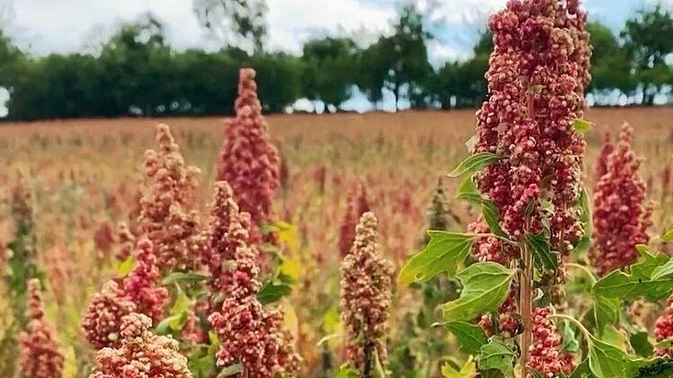Quinoa wird in Südamerika angebaut, kommt aber auch mit dem trockenen Klima hier gut zurecht. Johanna Manger