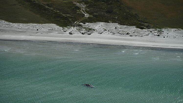 Toter Wal vor d&auml;nischer Insel Anholt entdeckt