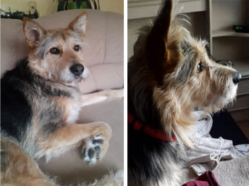 Tierheim Pfaffengrün: Hund Erwin verliert geliebtes Herrchen - "plötzlich und unerwartet gestorben"