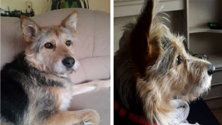 Tierheim Pfaffengrün: Hund Erwin verliert geliebtes Herrchen - "plötzlich und unerwartet gestorben"